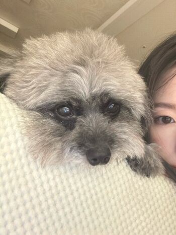 Shuhua